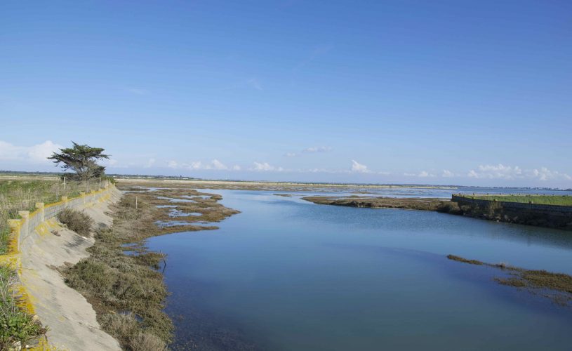 Les marais - Ile de Ré